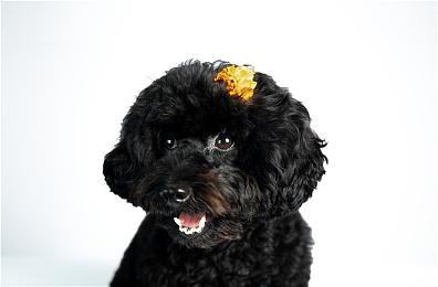 《权力的游戏：王者之路》实机预告 年内发售